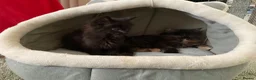 Maine Coon cats for sale: Maine Coon Kittens 2 males  - Advert 3