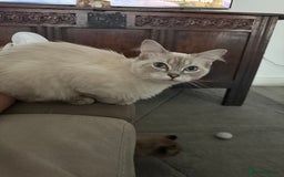 Ragdoll cats for sale: Stunning Seal Point Lynx Ragdoll For Sale. - Image 18