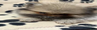 Pomeranian Puppy 4 spld