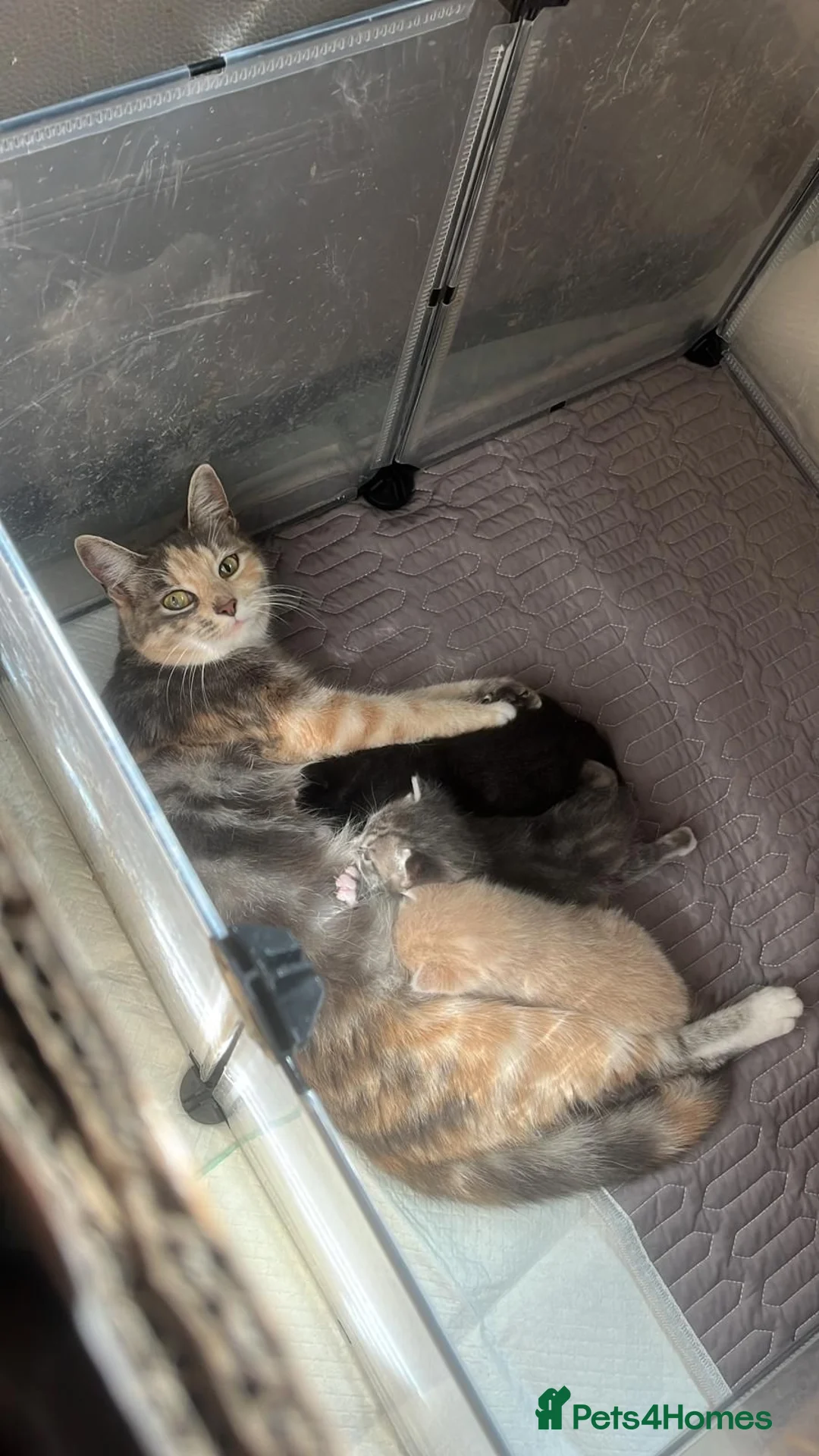 Mixed Breed cats for sale: 2 stunning male kitten (grey & pale ginger) - Advert 1