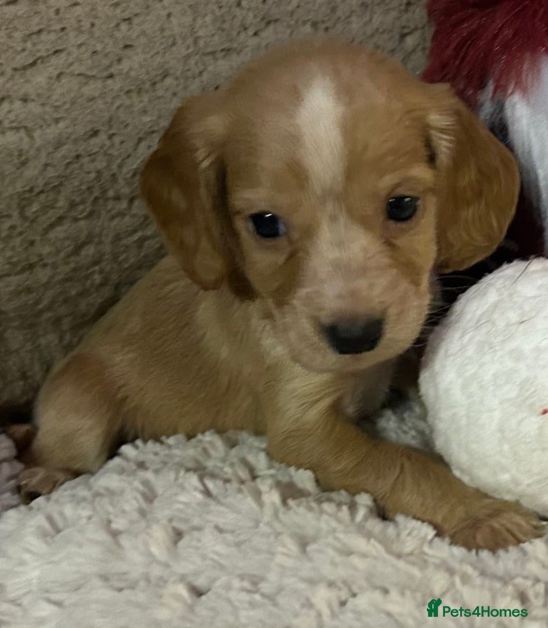 Cocker Spaniel dogs for sale: KC Registered Working Cocker Spaniels - Advert 13