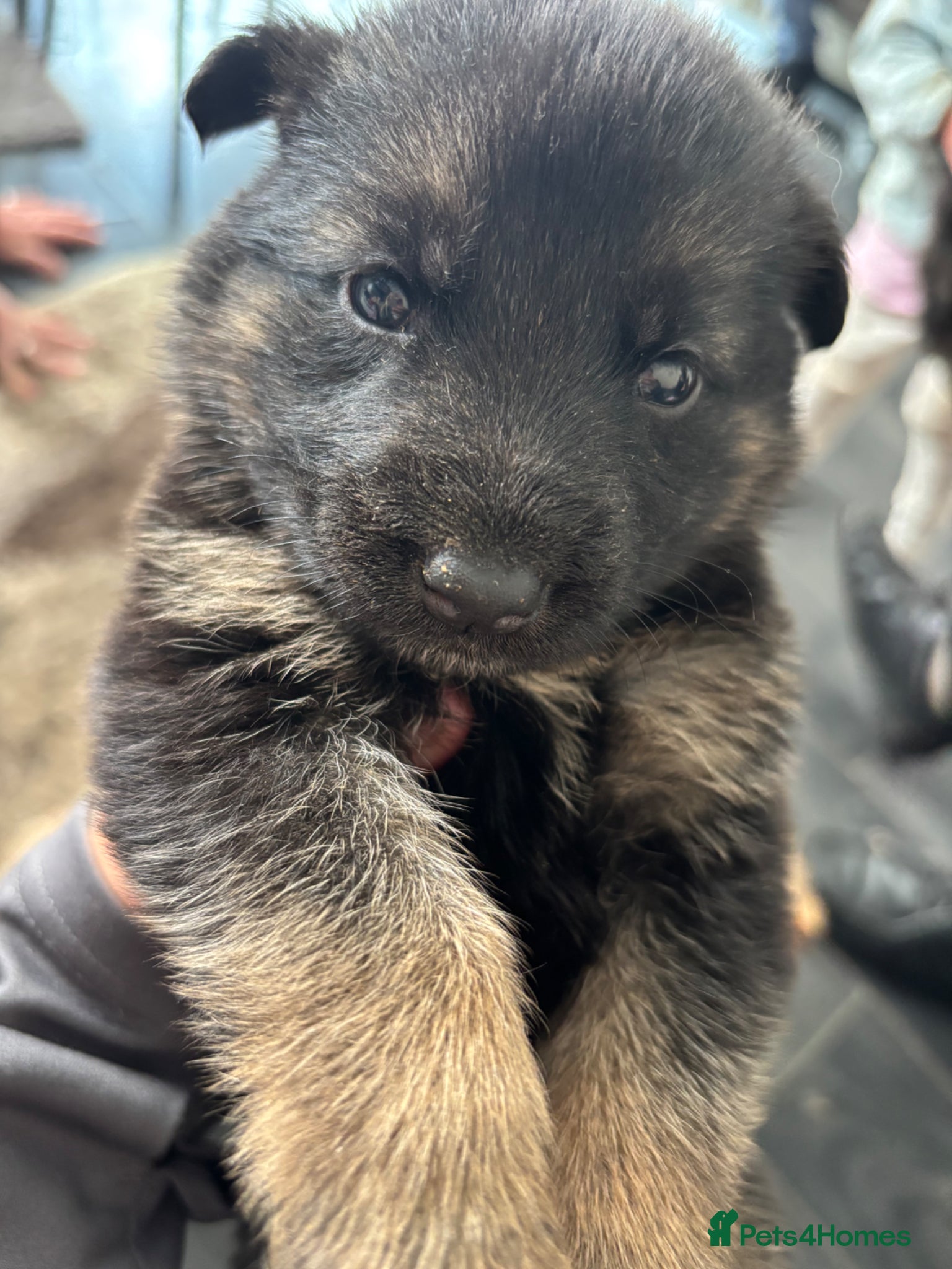 German Shepherd dogs >LAST MALE<  GERMAN SHEPHERD PUPPIES AVAILABLE  - Advert 9