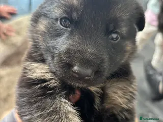 German Shepherd dogs GERMAN SHEPHERD PUPPIES AVAILABLE - Advert 16
