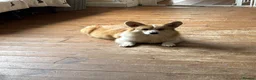 Mixed Breed dogs for sale: BEAUTIFUL MINI CORGIPOO PUPPIES  in Llanelli - Advert 36