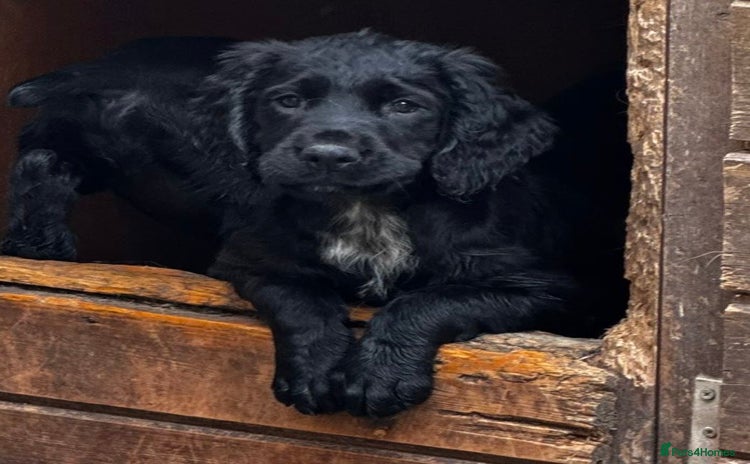 Sprocker dogs in Coalville - Advert 13