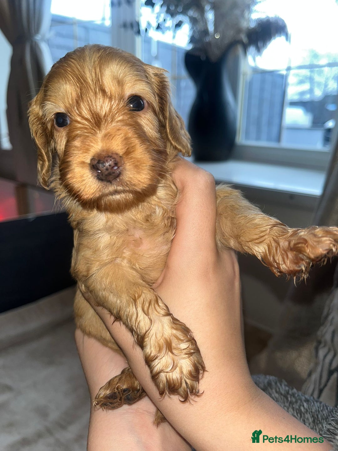 Cockapoo dogs for sale: Beautiful cockapoo puppys  - Advert 12