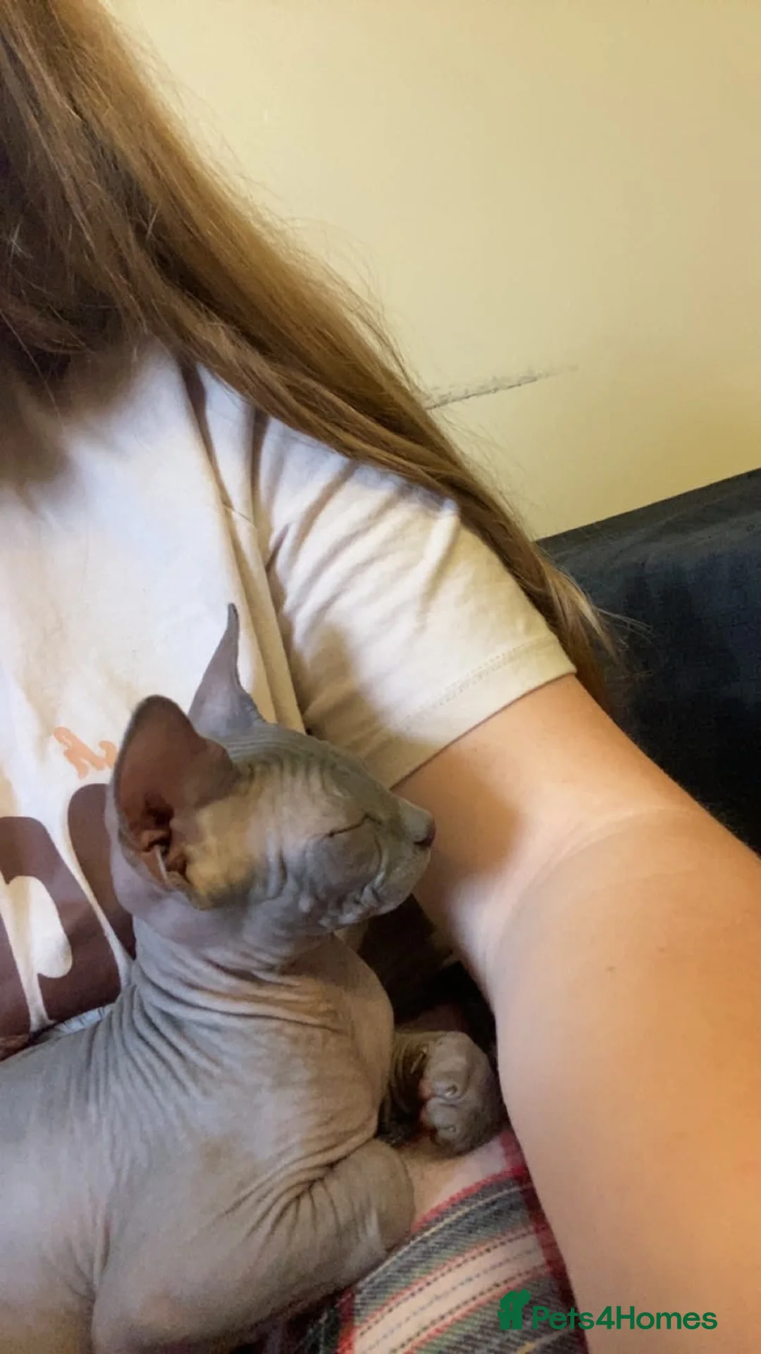 Sphynx cats for sale: Very loving Blue Sphynx Boy - Advert 2