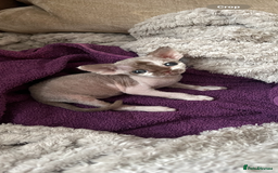 Devon Rex cats for sale: Beautiful Devon’s 1 boy 1 girl still available  - Image 6