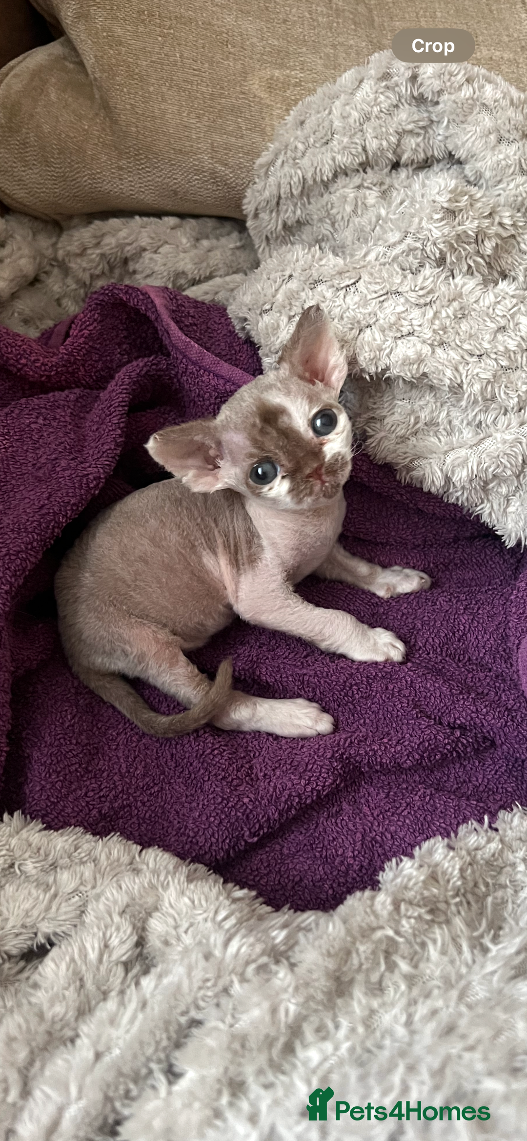 Devon Rex cats for sale: Beautiful Devon’s 1 boy 1 girl still available  - Image 6