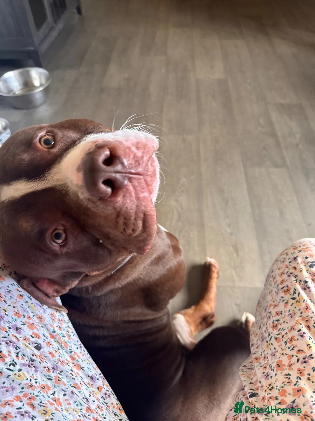 Mixed Breed dogs for sale: Selling my boy - Advert 2