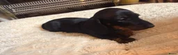 Miniature Dachshund dogs for sale: Gorgeous miniature daushound - Advert 12