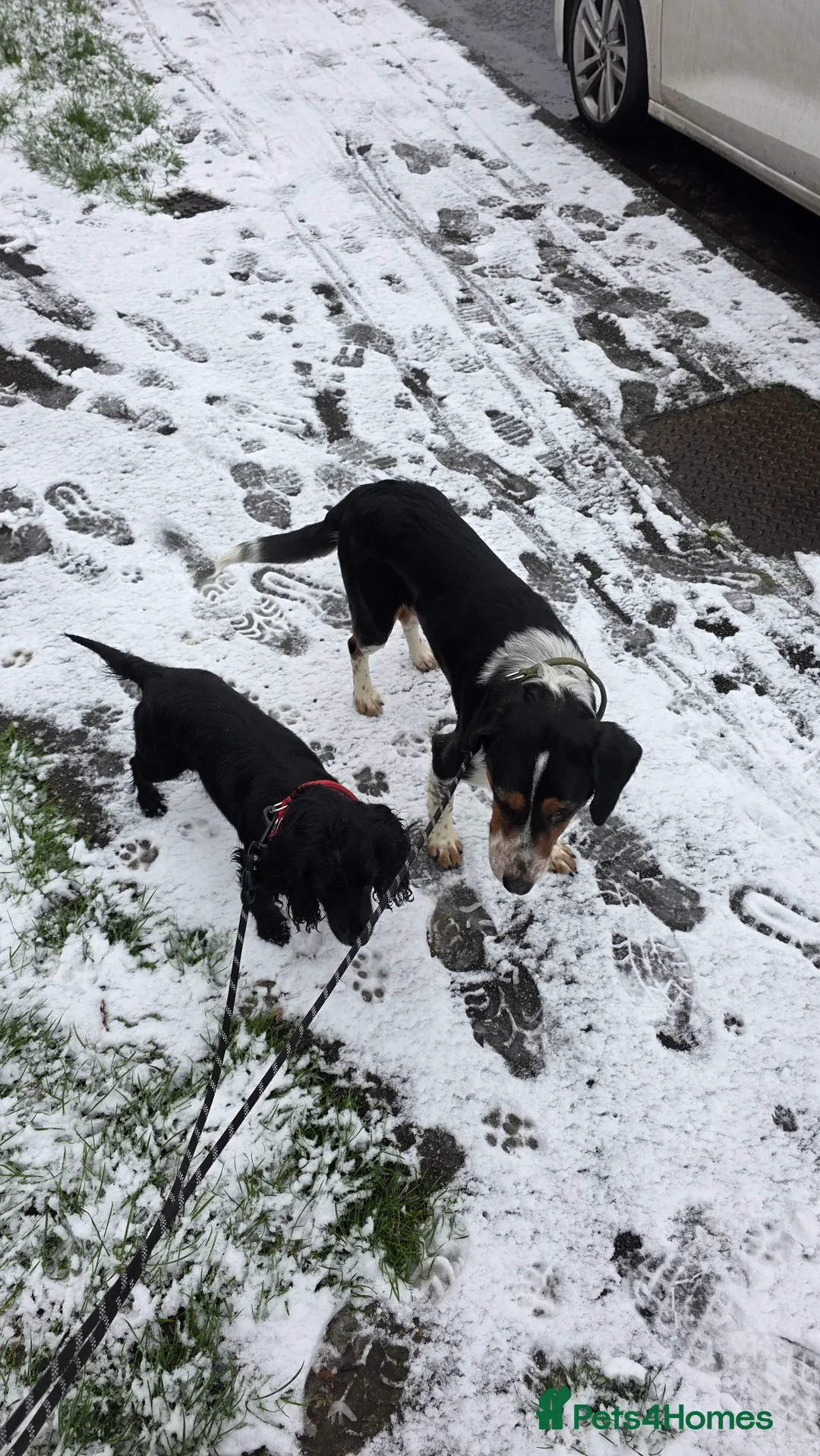 Mixed Breed dogs for sale: Beautiful Cocker x Collie pups - Advert 3