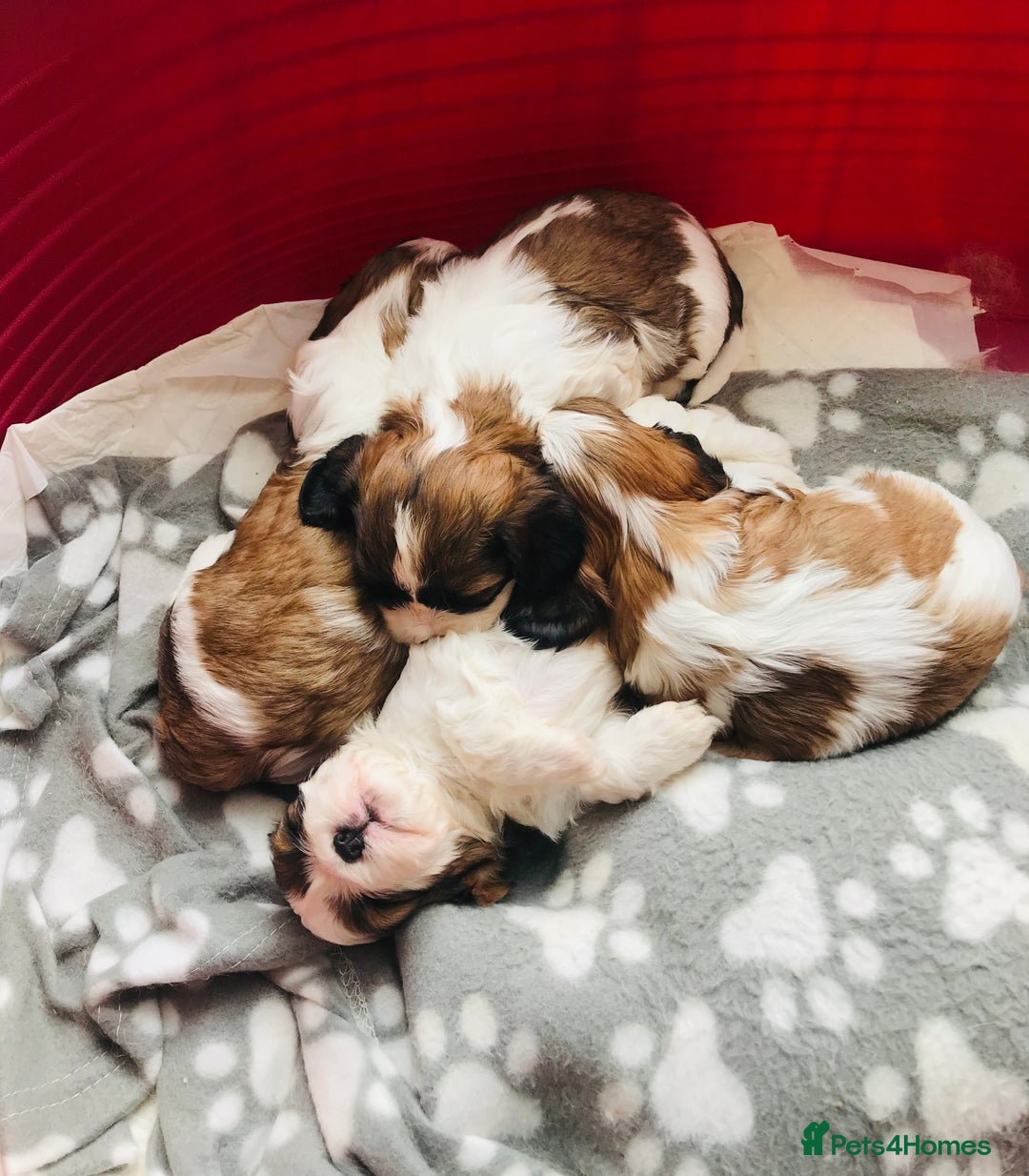 Cava Tzu dogs for sale: 4 stunning cavatzu puppies for sale  - Image 1