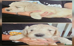 Double Doodle dogs for sale: Springfield Doodles  - Image 2