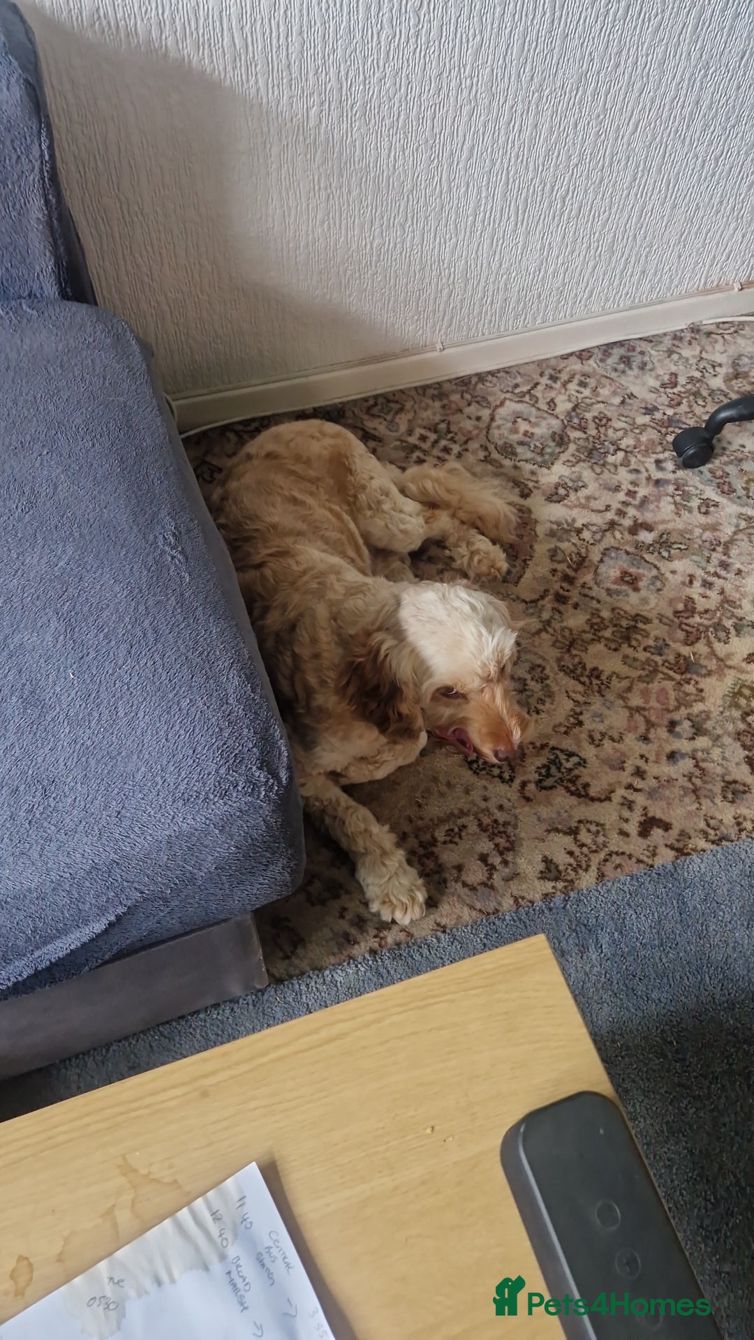 Cockapoo dogs for sale: Cockapoo needing forever home - Image 6