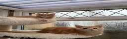 Maine Coon cats for sale: XL TICA Maine coon kittens - Advert 4