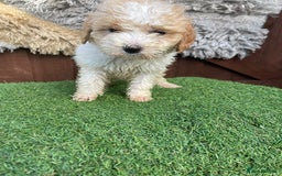 Goldendoodle dogs for sale: 4 beautiful golden doodle puppies ready to go!!!! - Image 8
