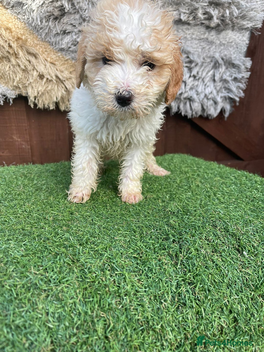 Goldendoodle dogs for sale: 4 beautiful golden doodle puppies ready to go!!!! - Image 8