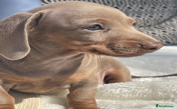Miniature Dachshund dogs in Knaresborough - Advert 3