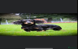 Dachshund dogs for sale: Tiny long haired piebald dachshunds for sale ! - Image 31