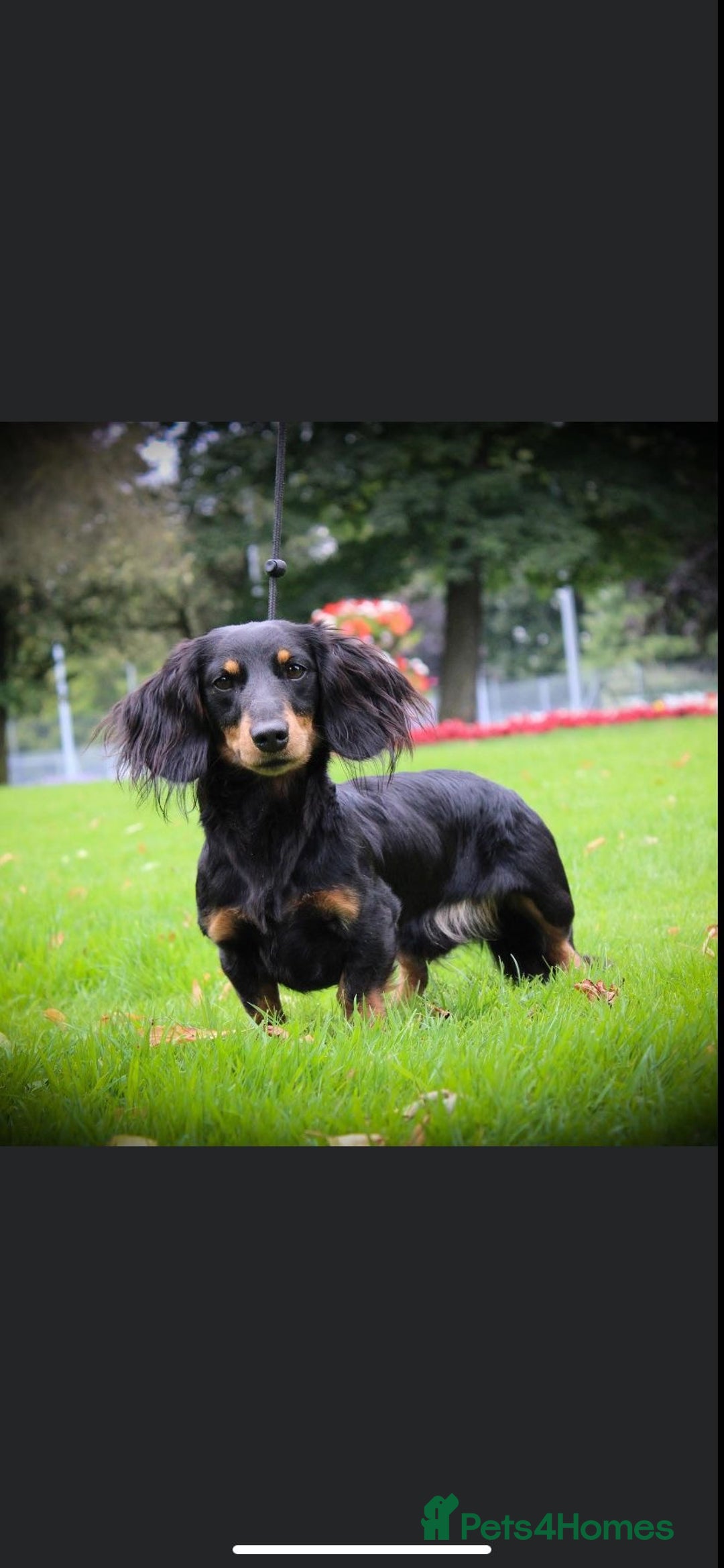 Dachshund dogs for sale: Tiny long haired piebald dachshunds for sale ! - Image 31
