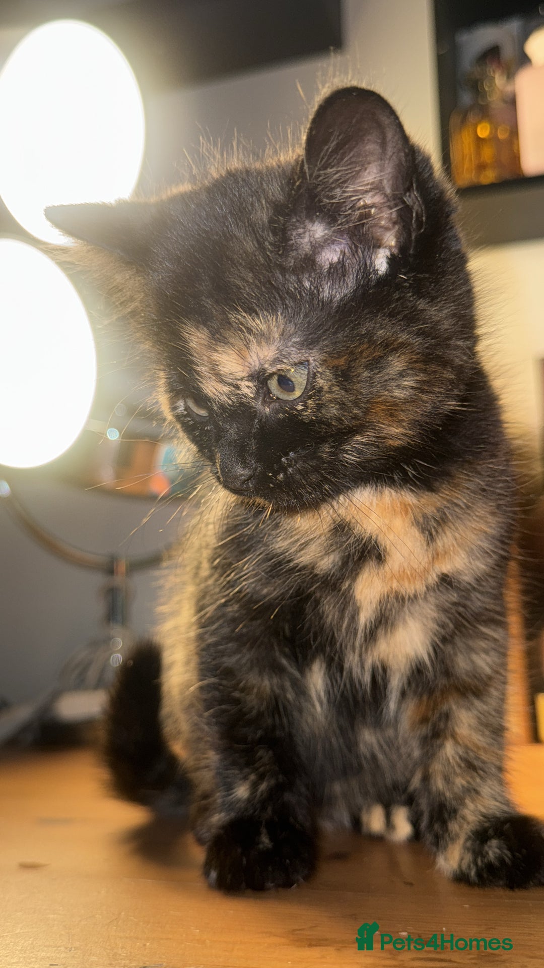 Mixed Breed cats for sale: Four gorgeous mixed breed kittens  - Advert 2