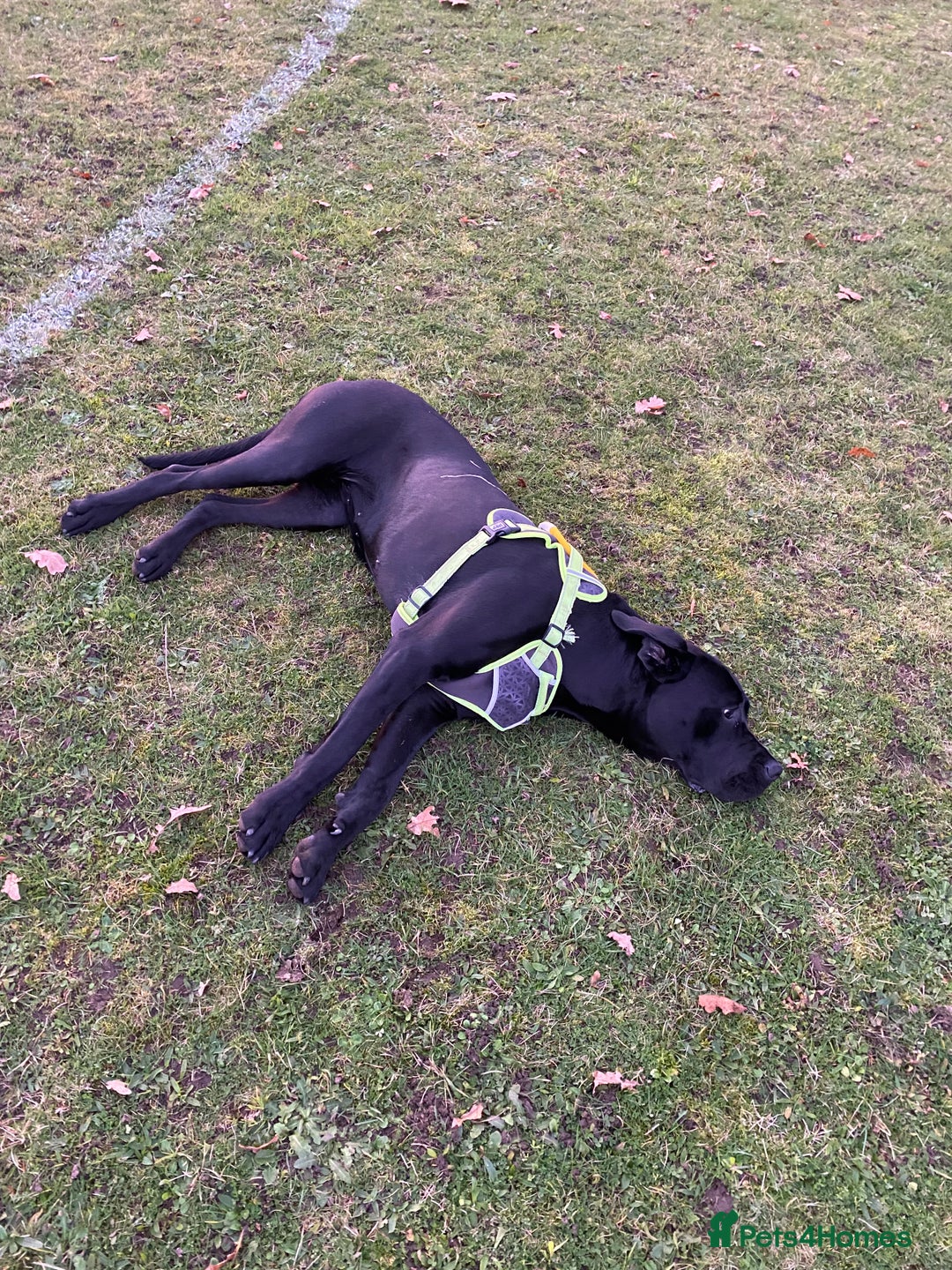 Cane Corso dogs for sale: 5year cane corso female  - Image 7