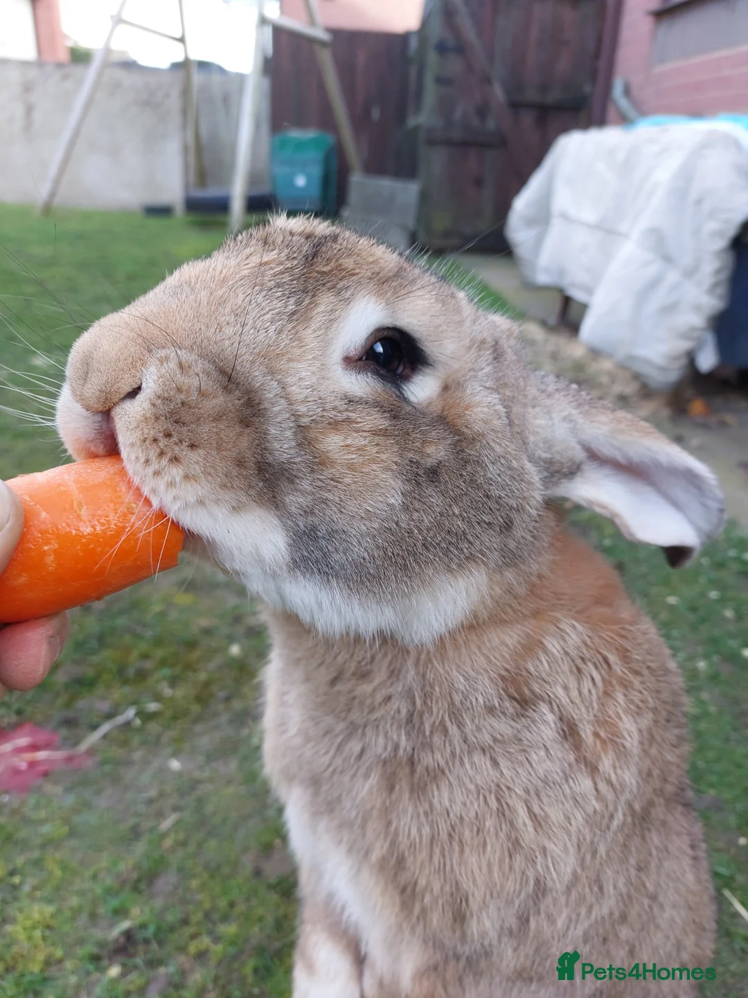 Continental Giant rabbits for sale: Continental giant rabbits babies kits - Advert 18