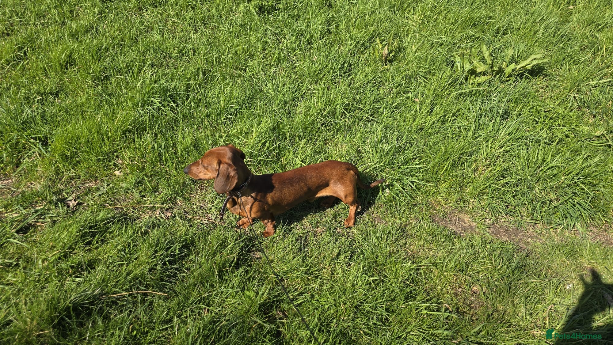 Dachshund dogs  STUNING 1 STANDARD DACHSHUND BOY  - Advert 4