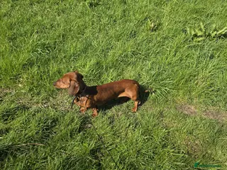 Dachshund dogs STUNING 1 STANDARD DACHSHUND BOY - Advert 4
