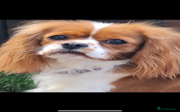 Cavalier King Charles Spaniel dogs for sale: Two female cavalier King Charles spaniel  - Image 1