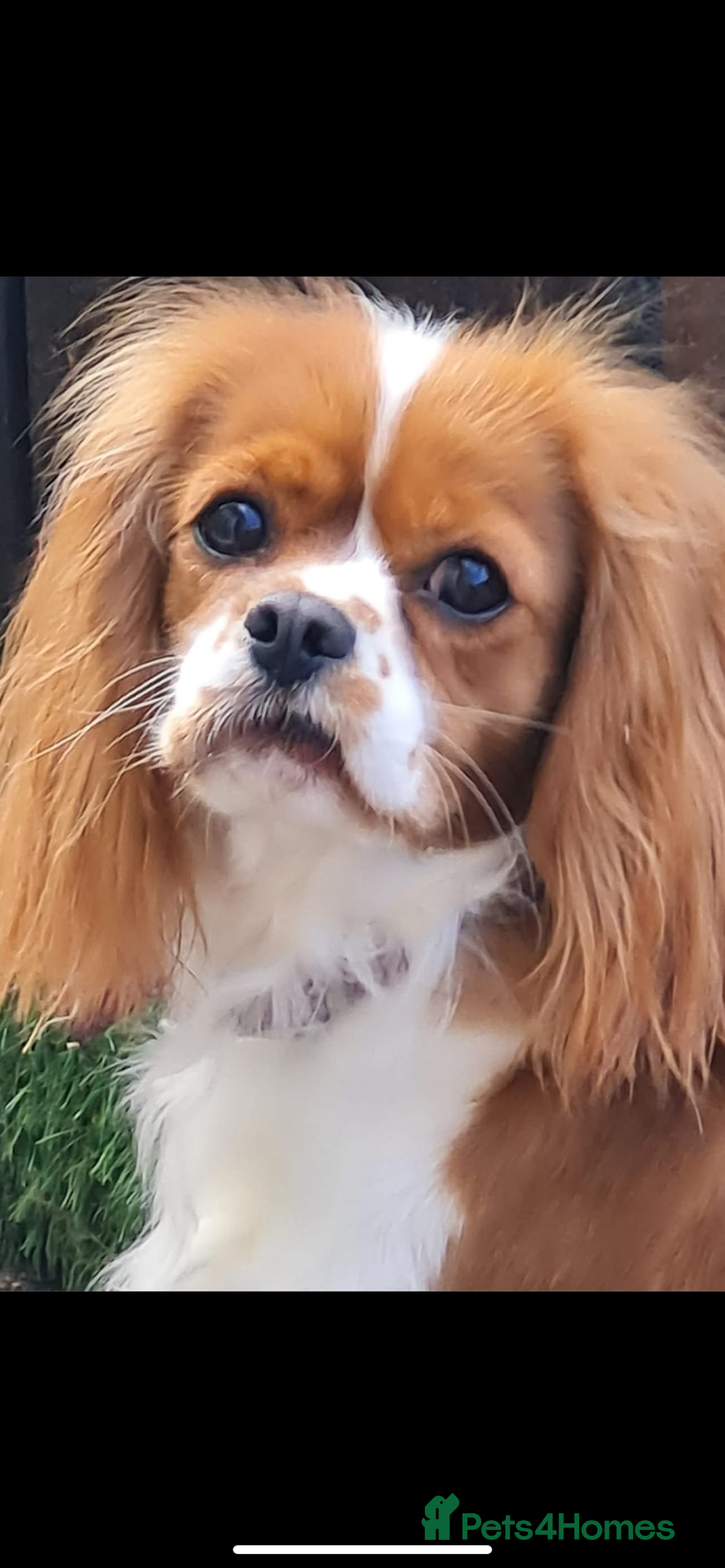 Cavalier King Charles Spaniel dogs for sale: Two female cavalier King Charles spaniel  - Image 1