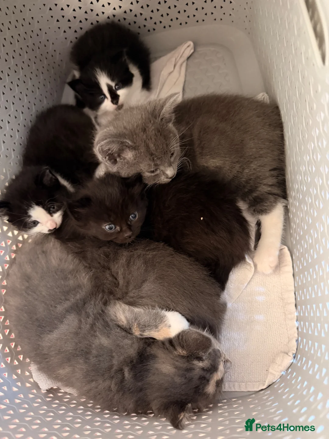 Mixed Breed cats for sale: Kittens  - Advert 4