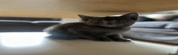 Domestic Shorthair cats for sale: Kittens - Advert 4