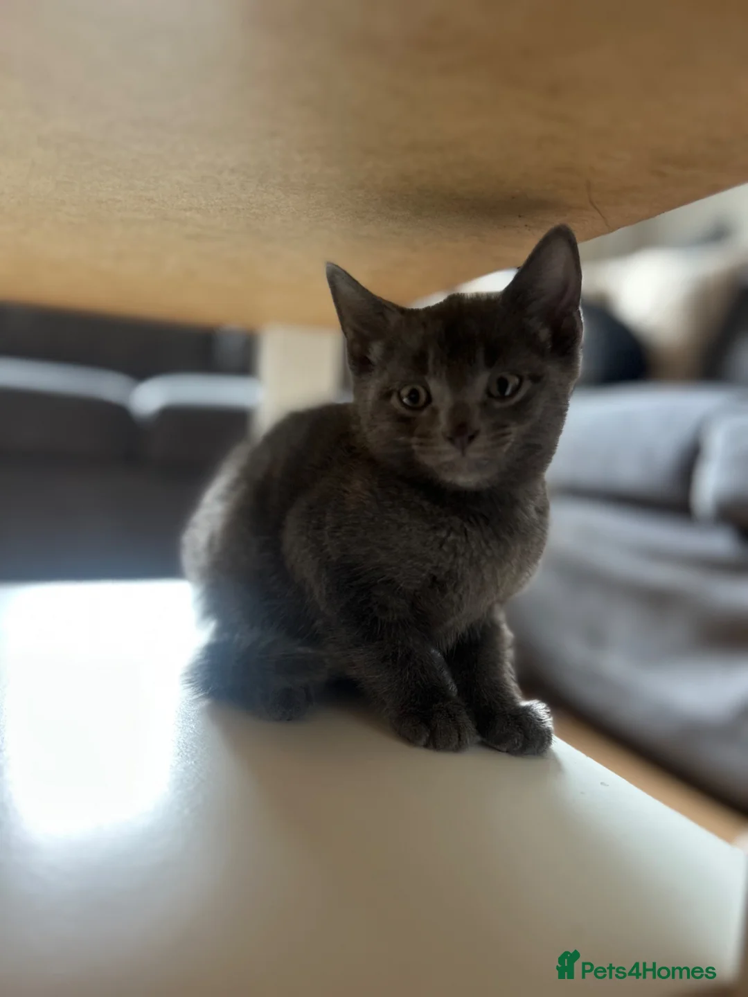 Domestic Shorthair cats for sale: Kittens - Advert 4