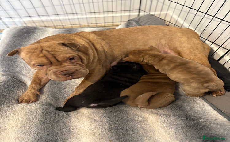 Shar Pei dogs - Advert 15