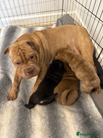 Shar Pei dogs - Advert 15