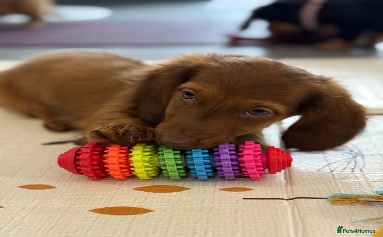 Miniature Dachshund dogs - Advert 8