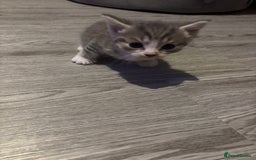 Domestic Shorthair cats for sale: Blue/Brown/Black Tabbies (DSH) - Image 7