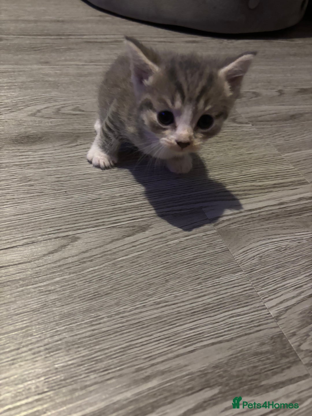 Domestic Shorthair cats for sale: Blue/Brown/Black Tabbies (DSH) - Image 7