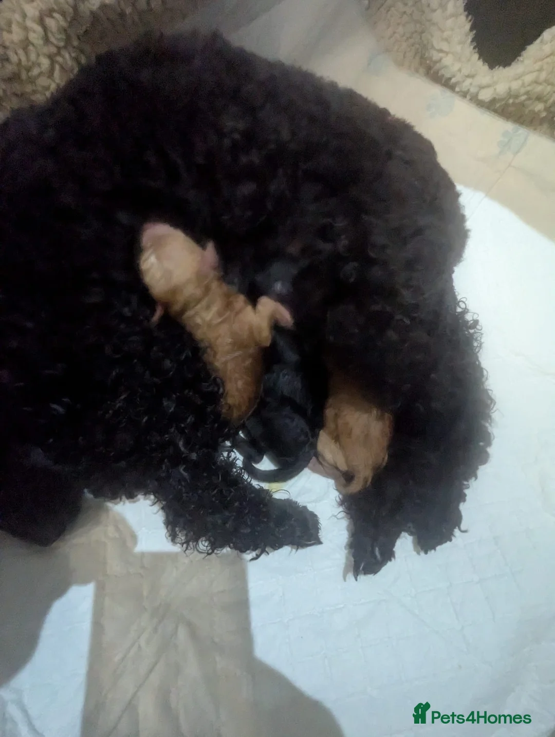 Toy Poodle dogs for sale: Toy poodle puppies  - Advert 2