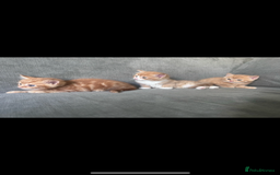 Mixed Breed cats for sale: Gorgeous ginger kittens - not ready until Jan  - Advert 4