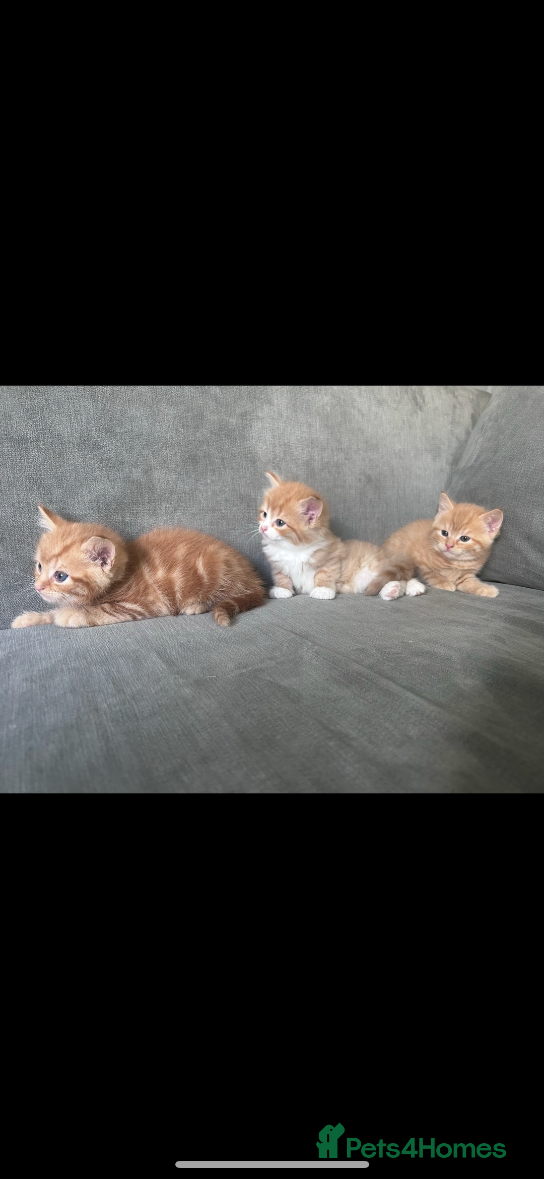 Mixed Breed cats for sale: Gorgeous ginger kittens - not ready until Jan  - Advert 4