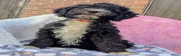 Spanish Water Dog dogs for sale: Spanish water dog - Advert 27