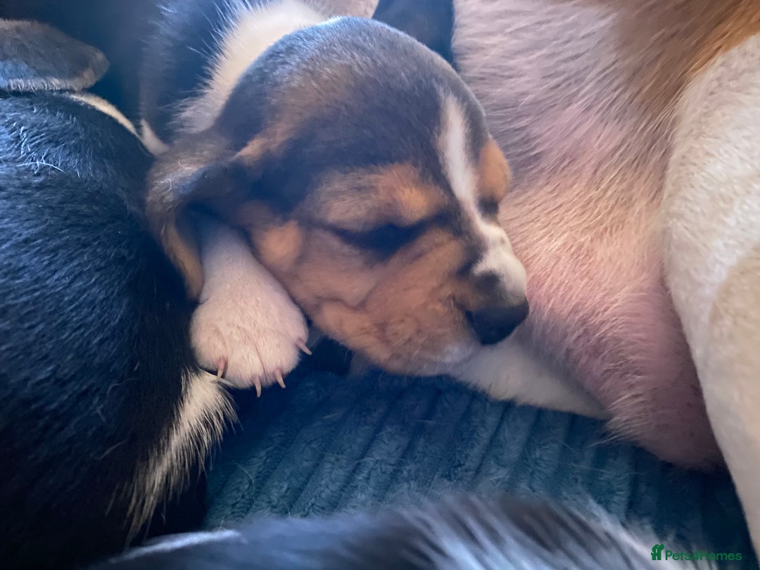 Beagle dogs for sale: 5 Beautiful tri beagle pups  - Advert 8