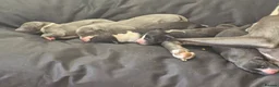 Whippet dogs for sale: Wonderful KC registered whippet puppies - Advert 21