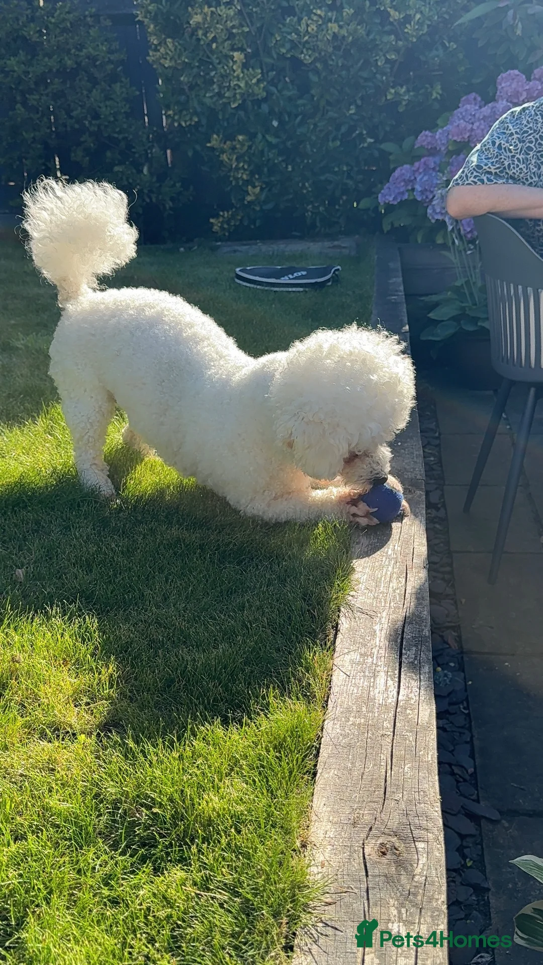 Bichon Frise dogs for stud: STUD ONLY !  - Advert 6