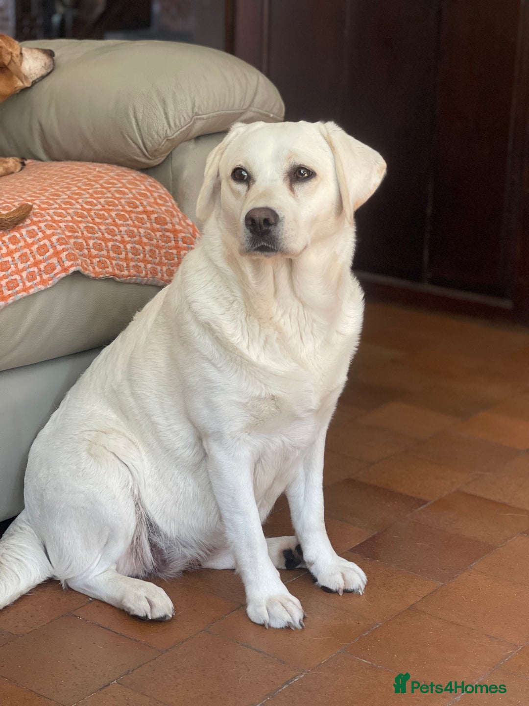 Goldador dogs for sale: Superb Goldador Puppies expected - Advert 10