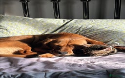 Beaglier dogs for sale: Beaglier needing new home - Image 7