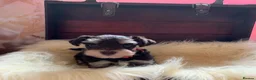 Miniature Schnauzer dogs for sale: 5* LICENSED RKC TOY MINI SCHNAUZERS H/T  - Advert 25